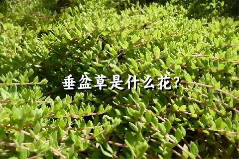 垂盆草是什么花？