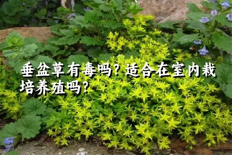 垂盆草有毒吗？适合在室内栽培养殖吗？