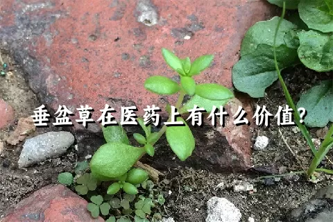 垂盆草在医药上有什么价值？