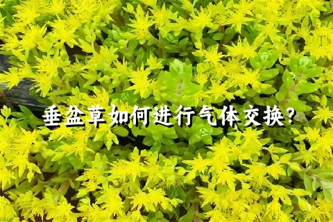 垂盆草如何进行气体交换？