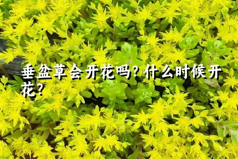 垂盆草会开花吗？什么时候开花？