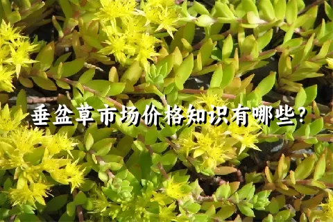 垂盆草市场价格知识有哪些？