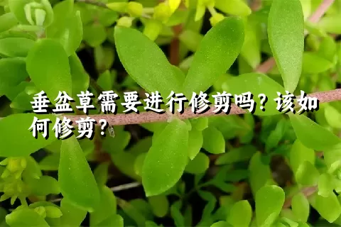 垂盆草需要进行修剪吗？该如何修剪？