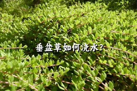 垂盆草如何浇水？