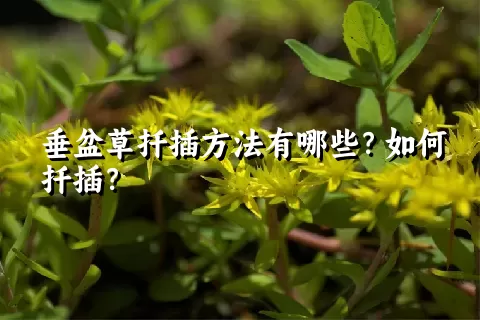 垂盆草扦插方法有哪些？如何扦插？