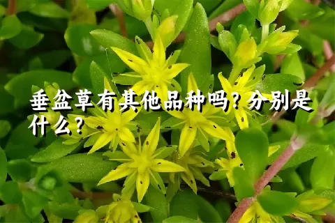 垂盆草有其他品种吗？分别是什么？