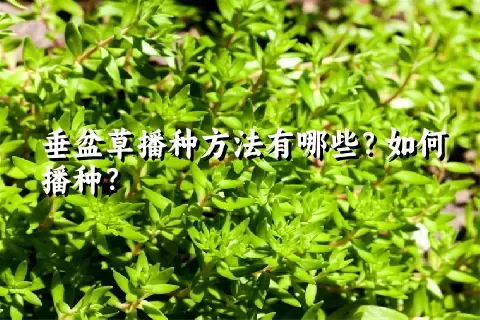 垂盆草播种方法有哪些？如何播种？