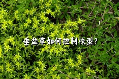 垂盆草如何控制株型？