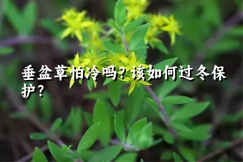 垂盆草怕冷吗？该如何过冬保护？