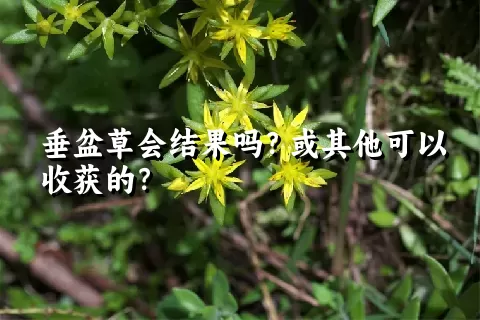 垂盆草会结果吗？或其他可以收获的？