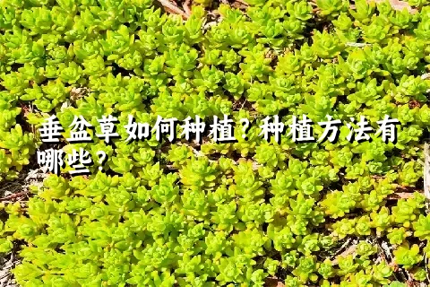 垂盆草如何种植？种植方法有哪些？