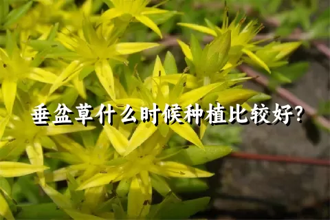 垂盆草什么时候种植比较好？