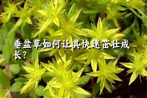 垂盆草如何让其快速茁壮成长？