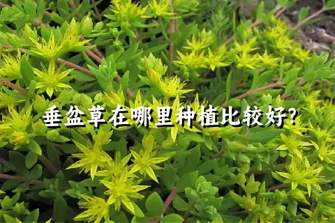 垂盆草在哪里种植比较好？