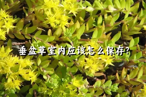 垂盆草室内应该怎么保存？