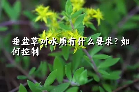 垂盆草对水质有什么要求？如何控制