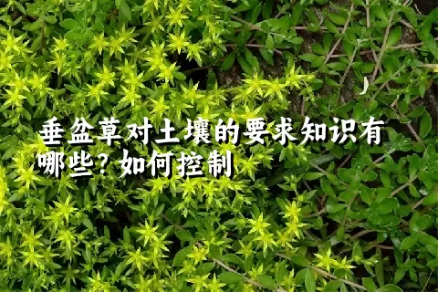 垂盆草对土壤的要求知识有哪些？如何控制