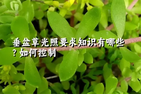 垂盆草光照要求知识有哪些？如何控制