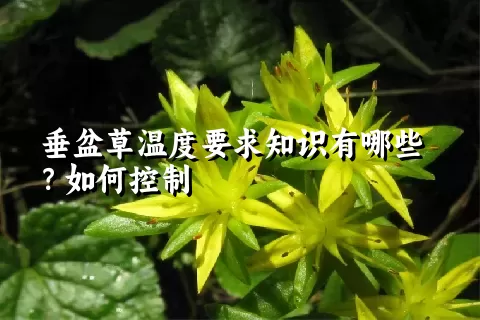 垂盆草温度要求知识有哪些？如何控制