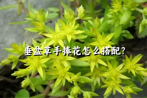 垂盆草手捧花怎么搭配？