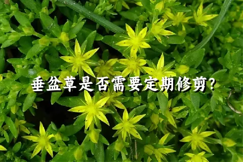 垂盆草是否需要定期修剪？