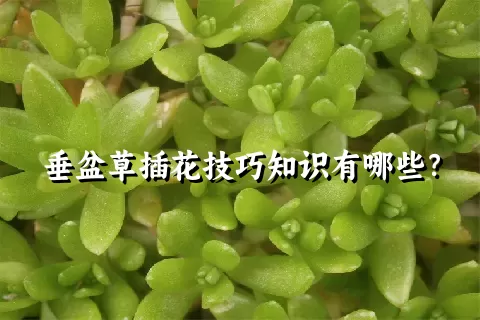 垂盆草插花技巧知识有哪些？