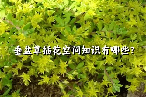 垂盆草插花空间知识有哪些？