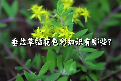 垂盆草插花色彩知识有哪些？