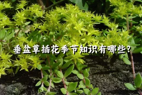 垂盆草插花季节知识有哪些？