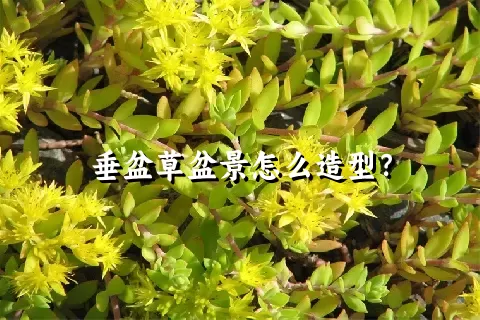 垂盆草盆景怎么造型？