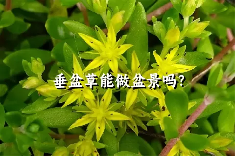 垂盆草能做盆景吗？