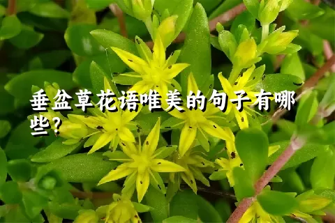 垂盆草花语唯美的句子有哪些？