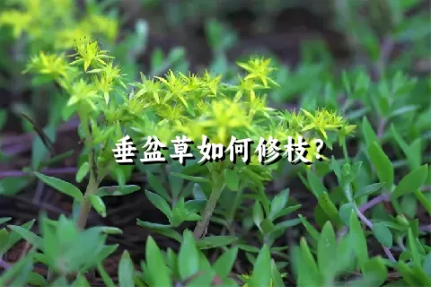 垂盆草如何修枝？