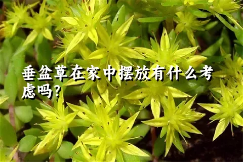 垂盆草在家中摆放有什么考虑吗？