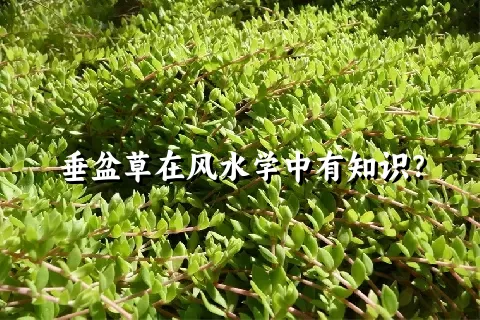 垂盆草在风水学中有知识？