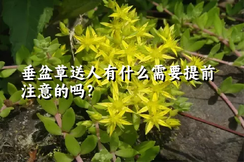 垂盆草送人有什么需要提前注意的吗？