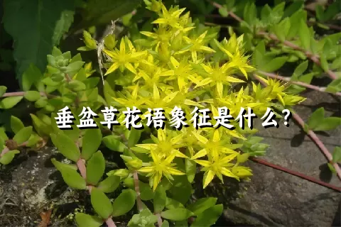 垂盆草花语象征是什么？