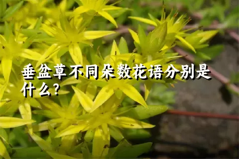 垂盆草不同朵数花语分别是什么？