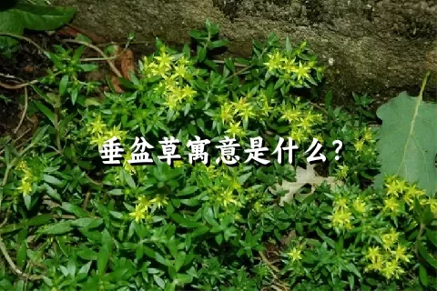 垂盆草寓意是什么？