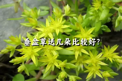 垂盆草送几朵比较好？