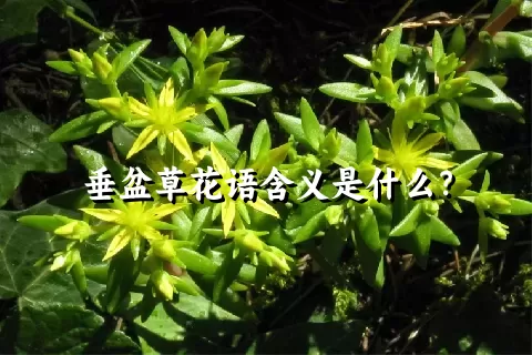 垂盆草花语含义是什么？