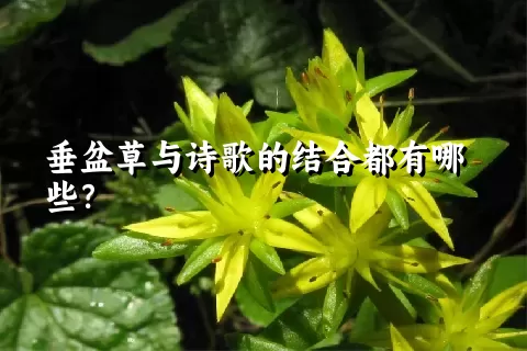 垂盆草与诗歌的结合都有哪些？