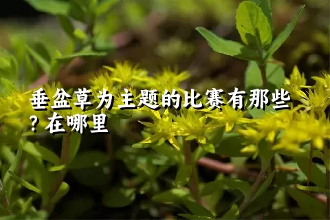 垂盆草为主题的比赛有那些？在哪里