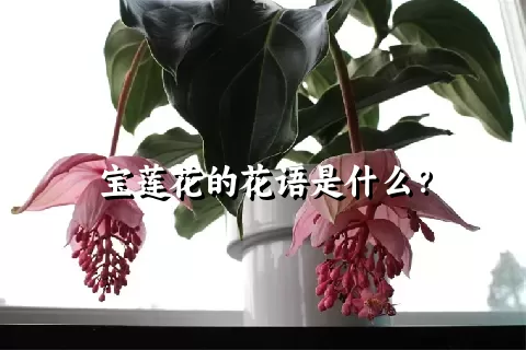 宝莲花的花语是什么？