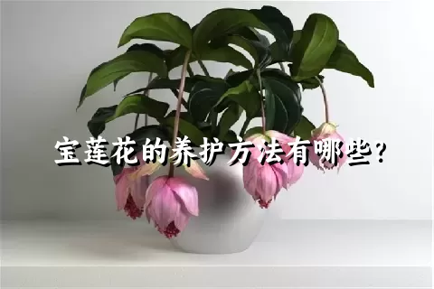 宝莲花的养护方法有哪些？