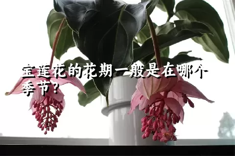 宝莲花的花期一般是在哪个季节？