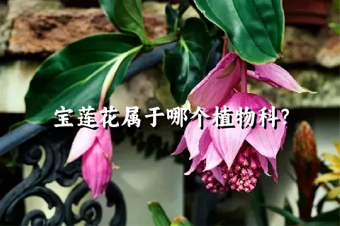 宝莲花属于哪个植物科？