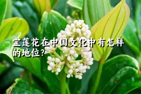 宝莲花在中国文化中有怎样的地位？