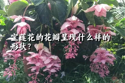 宝莲花的花瓣呈现什么样的形状？