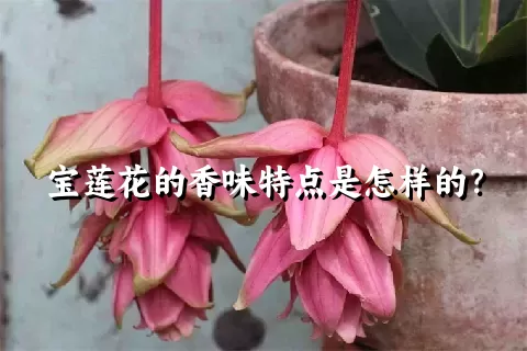 宝莲花的香味特点是怎样的？